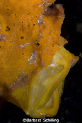 Yawning yellow Frogfish by Barbara Schilling 